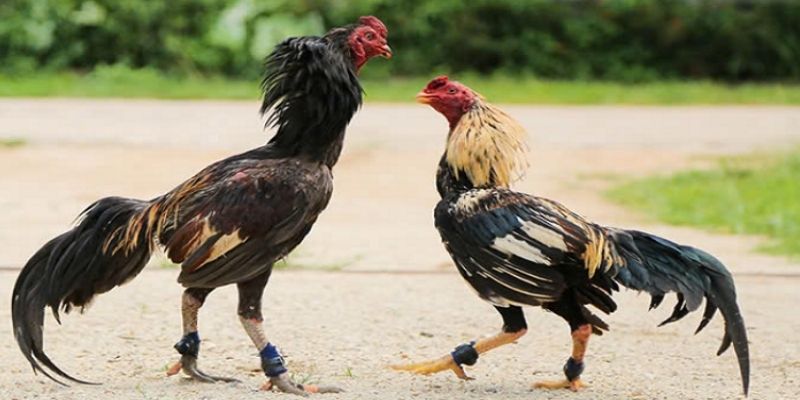 Cách nuôi gà đá bo lớn