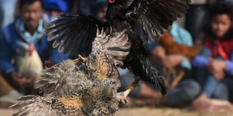 Đá gà Mỹ BONGVIP chuyên nghiệp, hấp dẫn