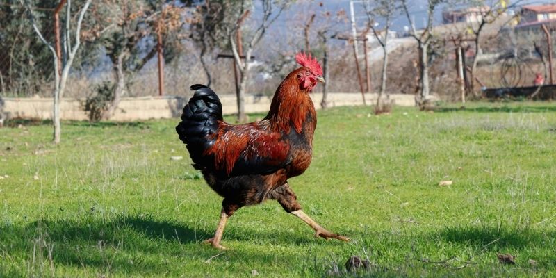 Kỹ thuật rèn luyện sức khoẻ chiến kê
