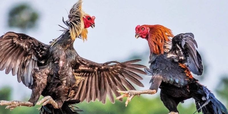 Tham gia cá cược chọi kê chỉ với 4 bước tại Bongvip