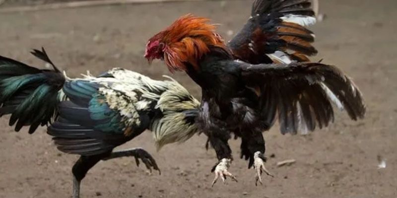 Top 3 nhà phát sóng và cung cấp kèo cược chọi kê