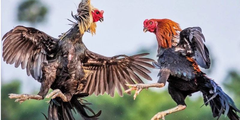 Trực Tiếp Đá Gà Bongvip Hiện Đại Cho Tín Đồ Cá Cược